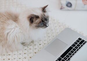 Crecen las ventas de dispositivos inteligentes para mascotas - Mascotas - ABC Color