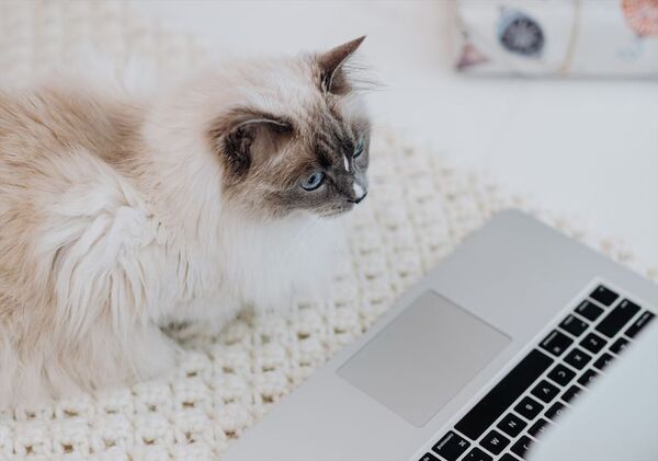 Crecen las ventas de dispositivos inteligentes para mascotas - Mascotas - ABC Color
