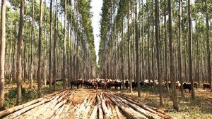 Rafael Ortiz: “Es clave la valorización del recurso forestal” | Real Estate | 5Días