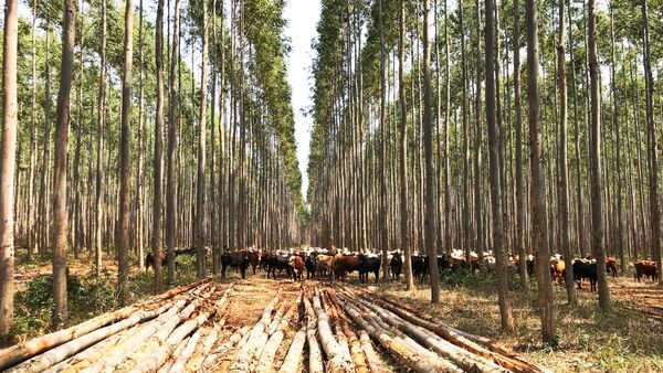 Rafael Ortiz: “Es clave la valorización del recurso forestal” | Real Estate | 5Días