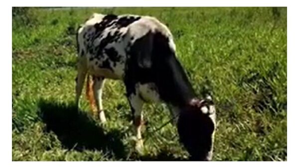 Vaca atropelló y mató a su dueño, un abuelo de 75 años