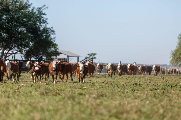 Cuál es la visión de la industria sobre el precio del ganado para el segundo semestre