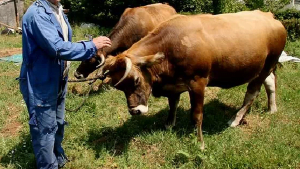 Abuelo muere tras ser atropellado por su vaca en Coronel Oviedo - Noticiero Paraguay