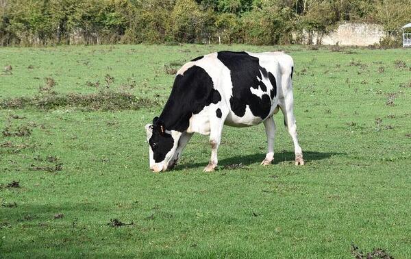 Abuelo de 75 años murió tras ser atropellado por su propia vaca en Coronel Oviedo – Prensa 5