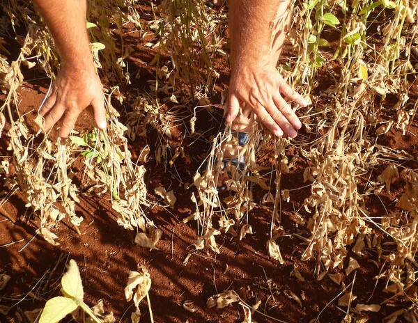 Bajo riesgo de tercera ola de La Niña en la campaña 2022/23