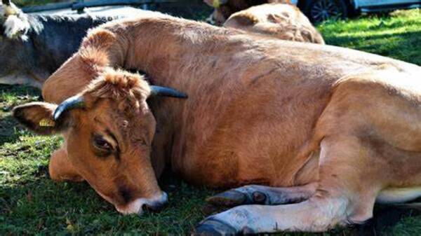 Crónica / Abuelito falleció al ser atropellado por su vaca