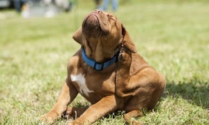 Alergias en los perros | Telefuturo