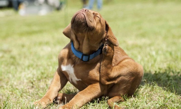 Alergias en los perros | Telefuturo