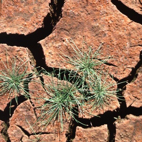 Una mala hierba común puede ser la ‘superplanta’ que tiene la clave para los cultivos resistentes a la sequía - Ciencia - ABC Color