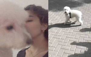 Crónica / [VIDEO] Pide ayuda para traer a un perrito de ashá