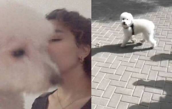 Crónica / [VIDEO] Pide ayuda para traer a un perrito de ashá