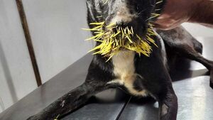 Perro fue atacado por puercoespín y quedó con el hocico lleno de púas
