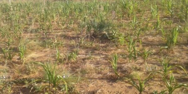 Plantean eliminar deudas de productores afectados por sequía
