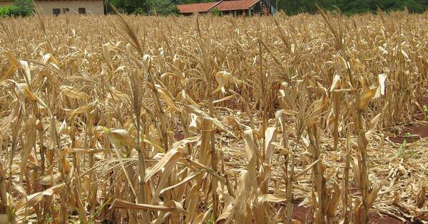 La Nación / Economía local estará aún en escenario complicado