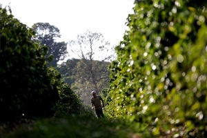 Brasil registra récord de ingresos por las exportaciones de café hasta julio - MarketData