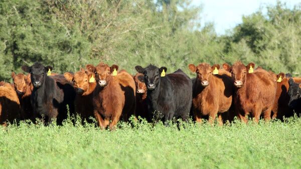 Uruguay avanza en construir una estrategia nacional de ganadería climáticamente inteligente