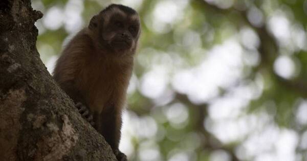 La Nación / OMS denuncia ataques a monos en Brasil por temor a viruela símica