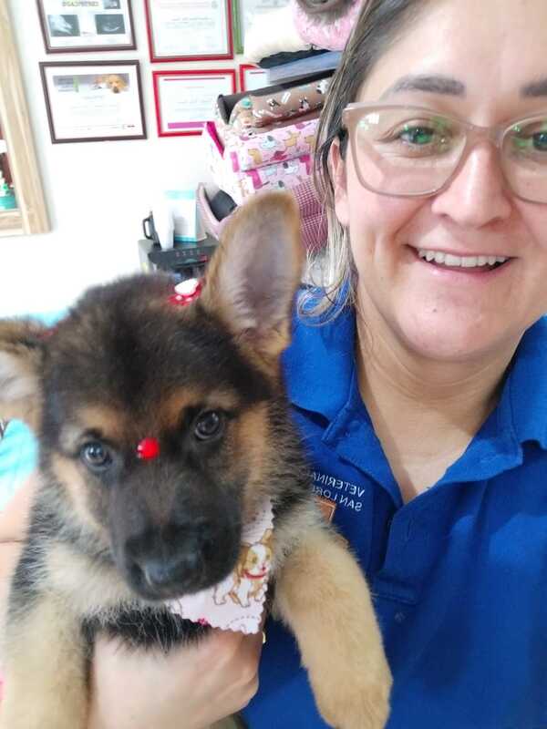 Competencia desleal y leishmaniasis, preocupaciones de gremio de veterinarios - La Clave