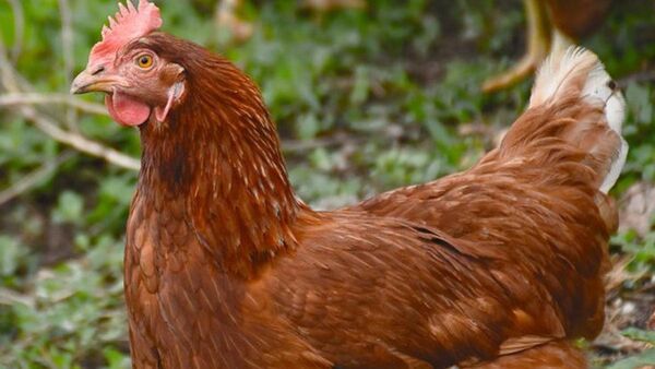 Quinceañero cayó preso por robar gallina