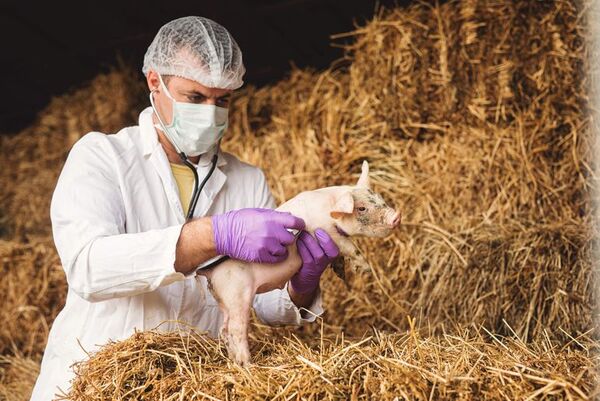 Día del Veterinario: hoy se festeja a los más de 5.000 doctores de animales paraguayos - Mascotas - ABC Color