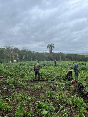 Paraguay y Brasil inician nueva ofensiva contra el narcotráfico en Amambay  