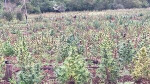 Desmantelan narcocampamentos y anulan 13 toneladas de marihuana en la Reserva San Rafael