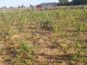 Plantean eliminar deudas de productores afectados por sequía - ADN Digital