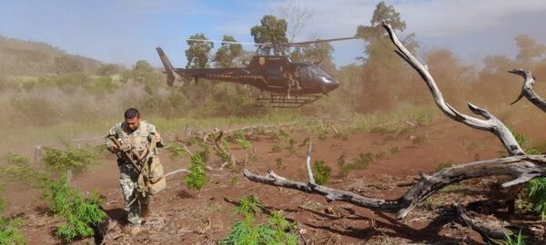 Paraguay y Brasil inician nuevo operativo para erradicar cultivos ilícitos en Amambay - El Trueno