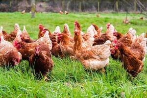 Crónica / Quinceañero fue pillado infraganti al robar una gallina y quedó preso