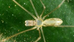 Una investigación describe a tres nuevas especies de araña