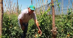 La Nación / Destacan acompañamiento del clima para producción de hortalizas