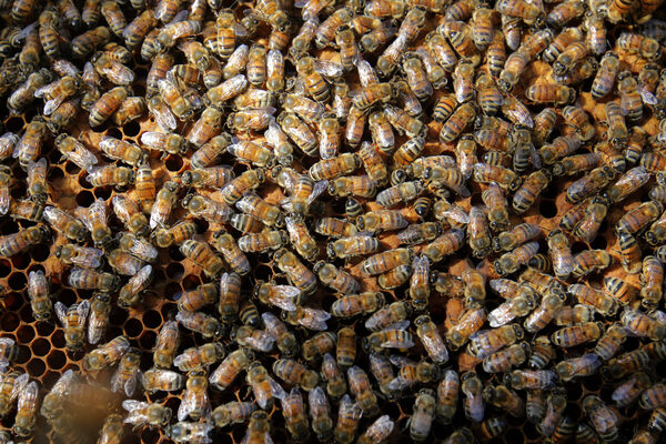 México estima producción de 65.649 toneladas de miel durante 2022 - MarketData