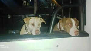 Dos cachorros de pitbull presos en la comisaría
