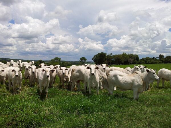 El Novillo Mercosur dejó atrás cinco semanas consecutivas en baja