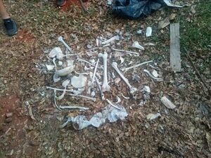Villa Elisa: encuentran restos óseos que serían humanos - Policiales - ABC Color
