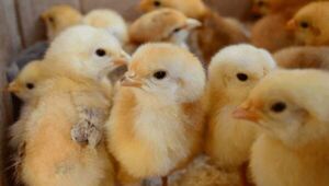 Fortalecerán la producción avícola en Paraguarí