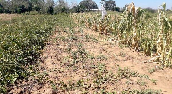 Estudian medidas para mitigar el impacto de la sequía