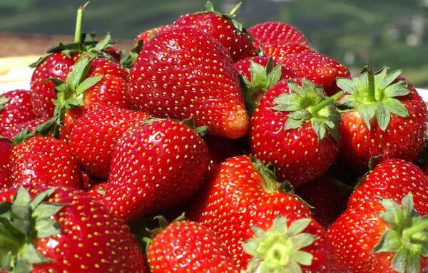 Artesanos de Areguá llegan a Asunción con sus ricas frutillas