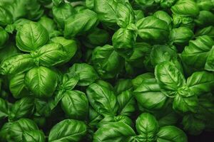 Usos y propiedades de la albahaca, la hierba de los reyes - Gastronomía - ABC Color