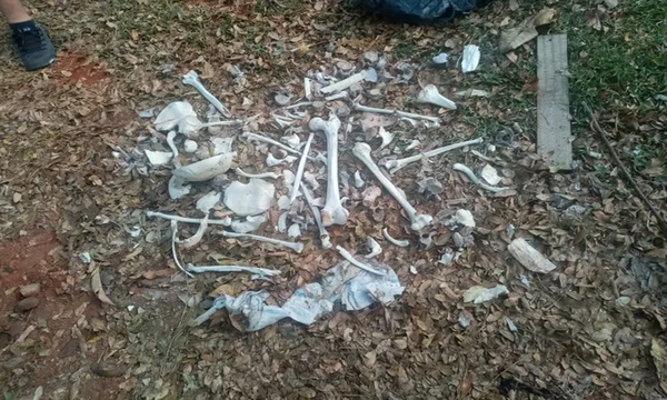 ¡Susto en Villa Elisa! Hallan huesos humanos   - OviedoPress