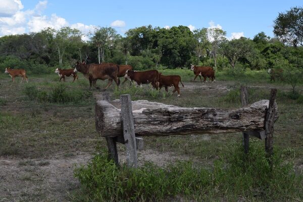 Ganaderos de la región Oriental prevén cerrar un buen invierno y superar el 80% de preñez en primavera