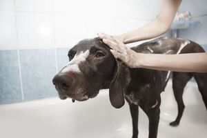 ¿Cada cuánto se aconseja bañar a un perro en invierno? - Mascotas - ABC Color