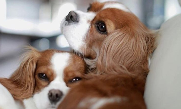 ¿Los perros hablan y se comunican con los humanos? - OviedoPress