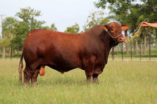 Ferusa remata reproductores Brangus, Braford y Brahman de Viradolce, el sábado
