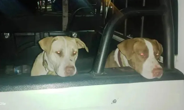 Dos perros pitbull presos en la comisaría - OviedoPress