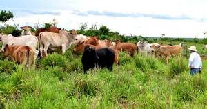 La Nación / Cuestionan a industrias por aplicar medidas conjuntas para bajar el precio del ganado