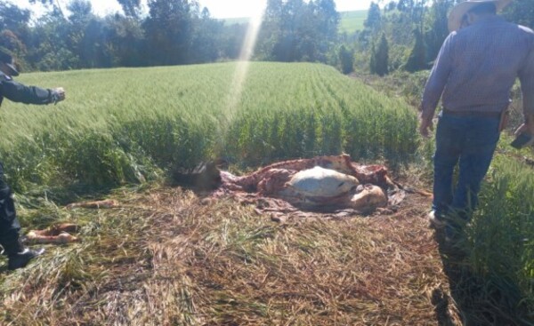 Zona rural de Alto Paraná azotada por abigeos