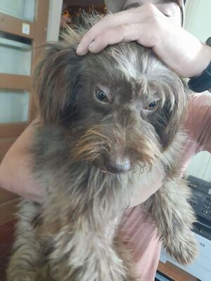 Maltrato animal: detenido en Luque por arrojar una piedra a “Oso” - Policiales - ABC Color