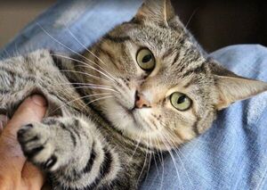Amantes de los gatos a menudo no saben qué les gusta a sus mascotas - Mascotas - ABC Color