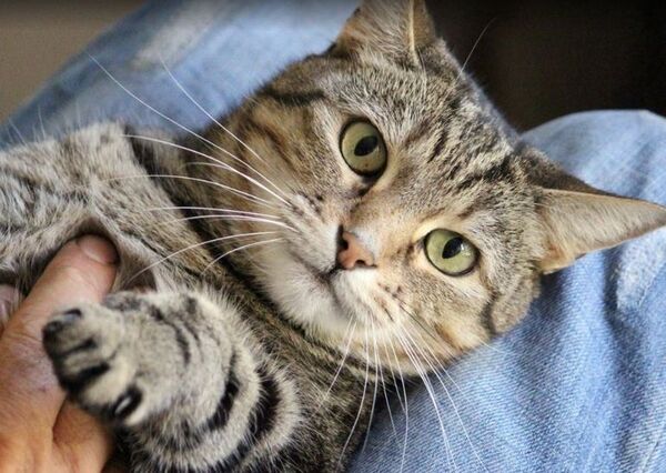 Amantes de los gatos a menudo no saben qué les gusta a sus mascotas - Mascotas - ABC Color